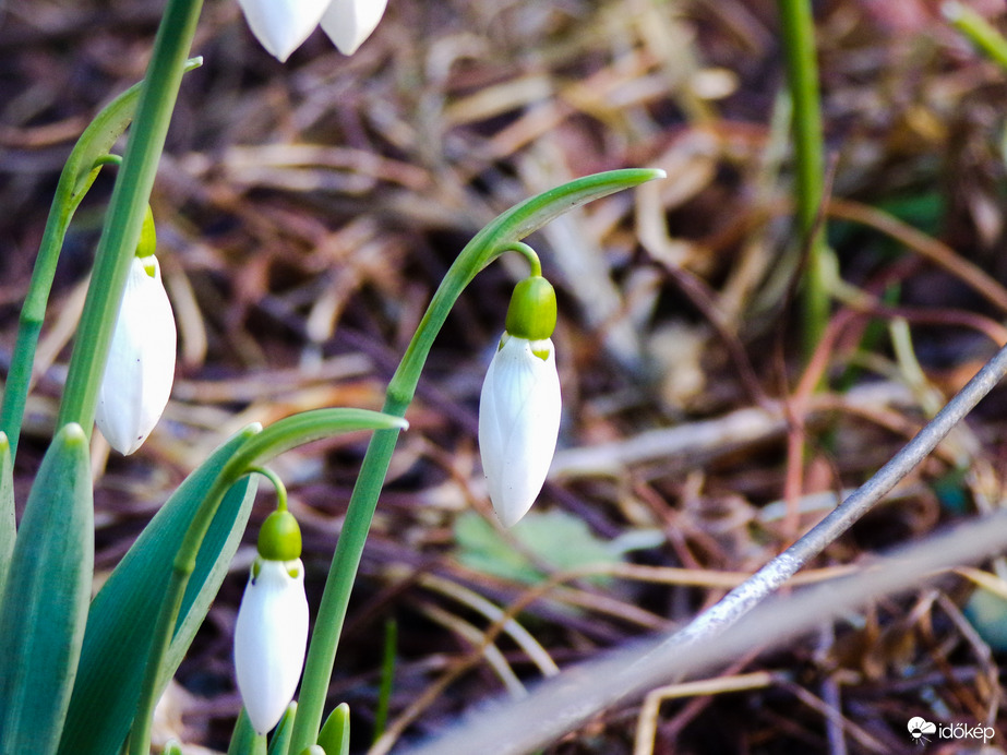 Februári szépségek - 2