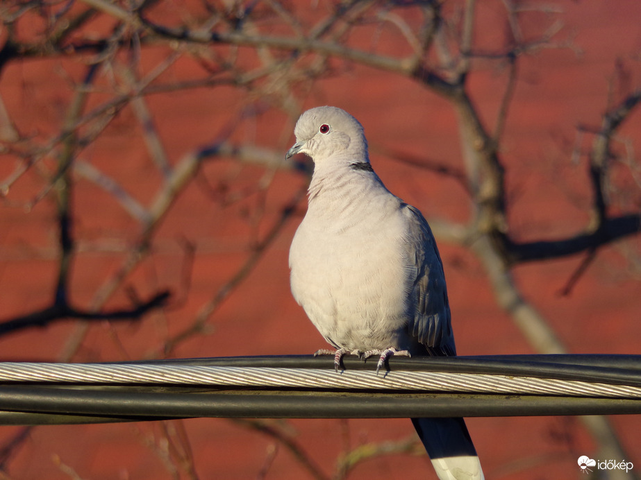 Zsinóron üldögélő.