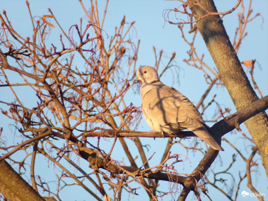 A lemenő nap fényében.