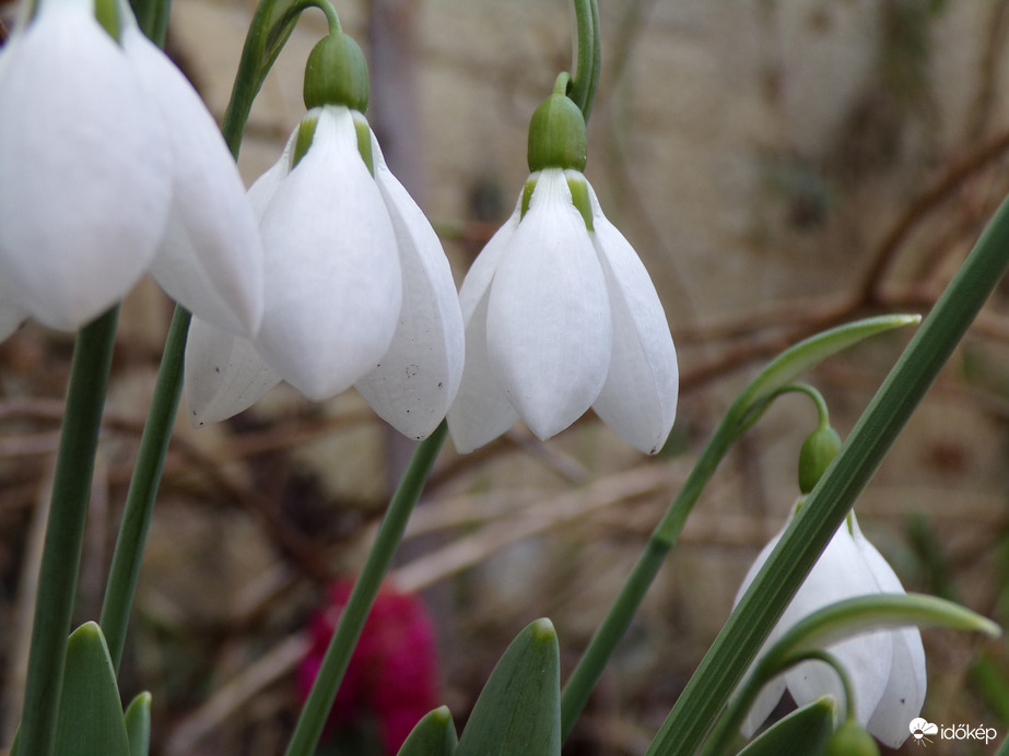 A tavasz hírnökei - 2