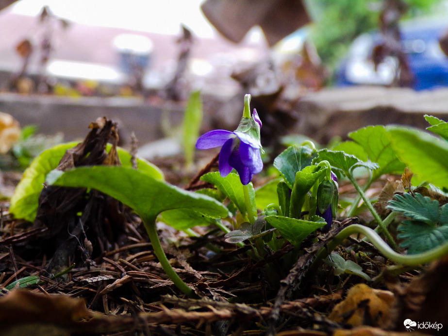 Idei első ibolya. :)