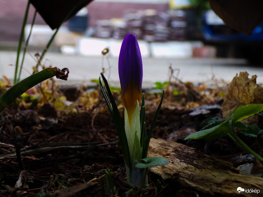 Nyílnak a krókuszok. :)