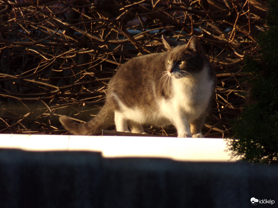 Reggeli pillanatok. - 2