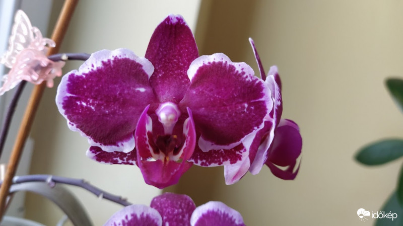 Orchidea