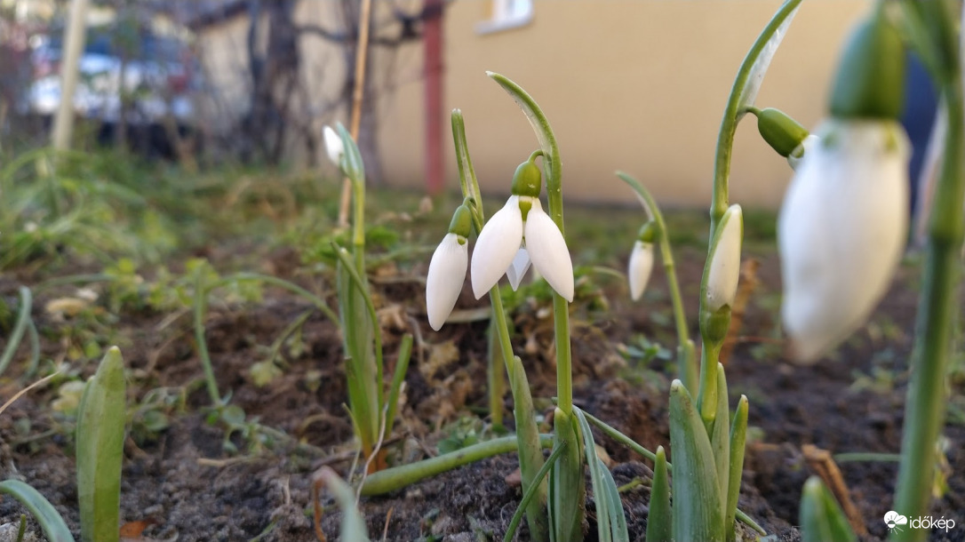 Hóvirágok - 2