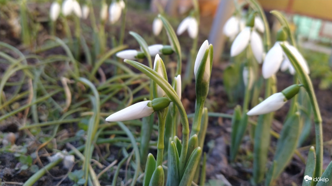Hóvirágok - 3