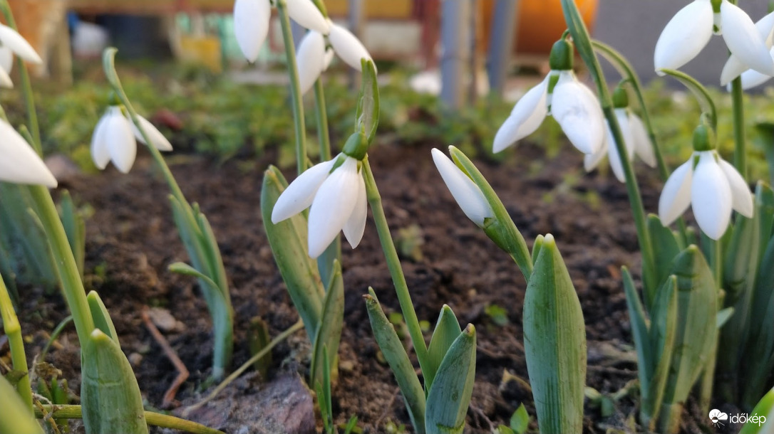 Hóvirágok - 1