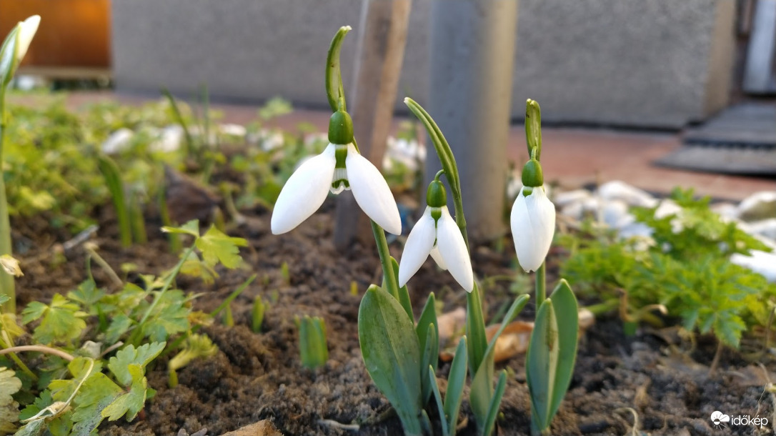 Hóvirágok - 4