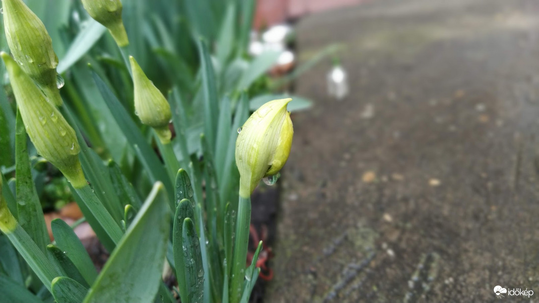 Nárcisz esős időben.