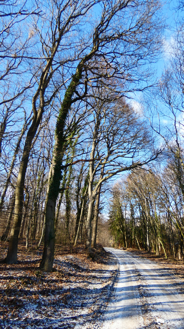 Erdei út - februárban