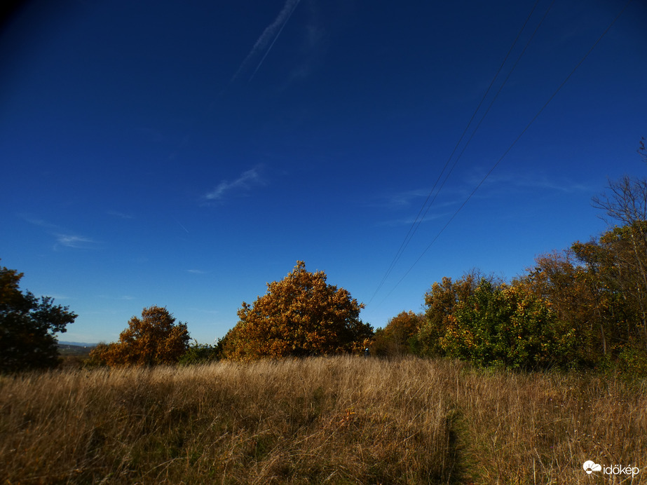 Tölgy a dombon