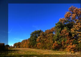 Erdő szélén házikó