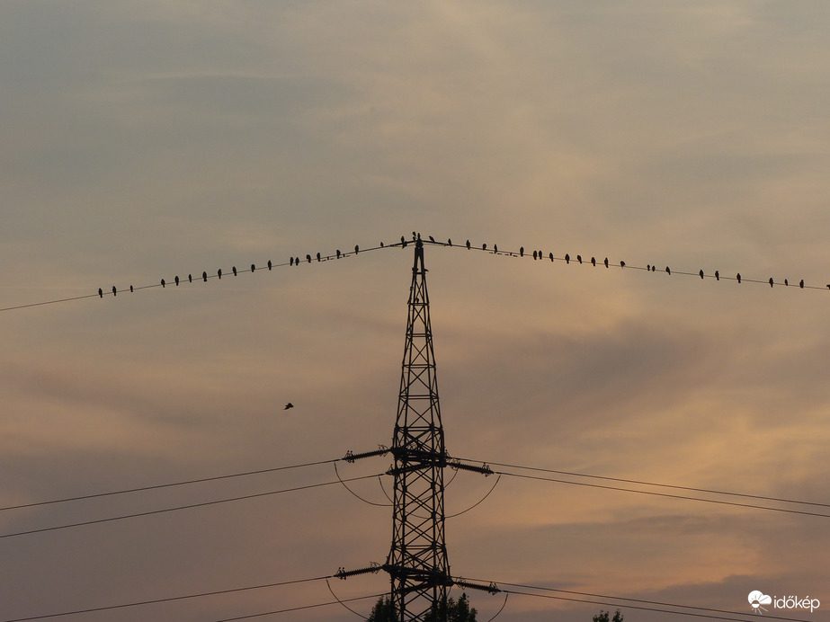 Elektromos madarak - gyorstöltőn
