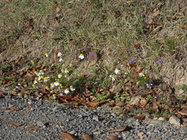 Novemberi virágmező