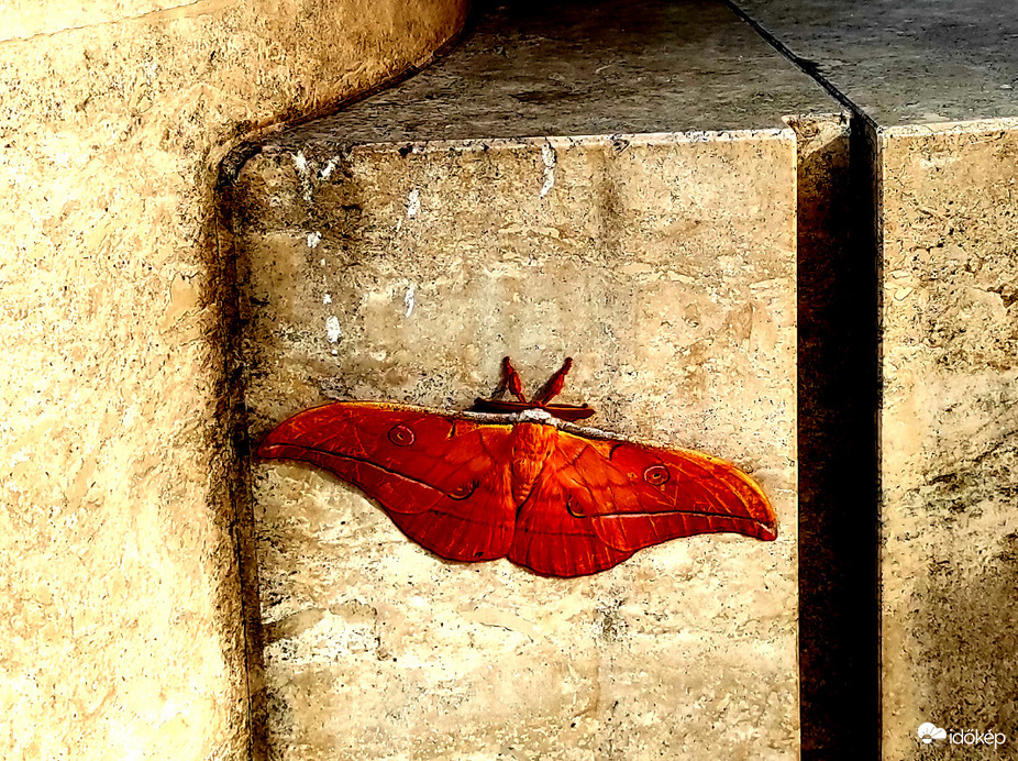 Tölgyfa-pávaszem a süttői mészkő lapon