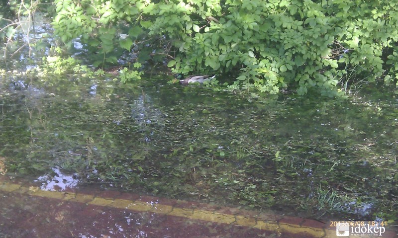 Árvízkor is ízletes a sneci friss levélen tálalva