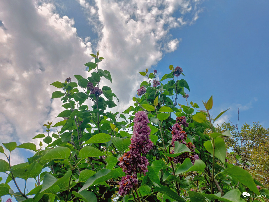 Tavaszi napsütésben. 