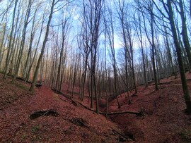 Bükkszentlászló melletti bükkös