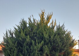 Vác