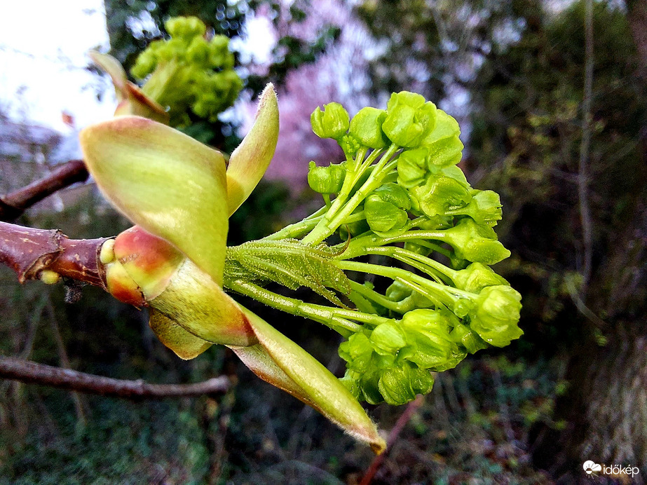 A juhar bűvöletében 3.