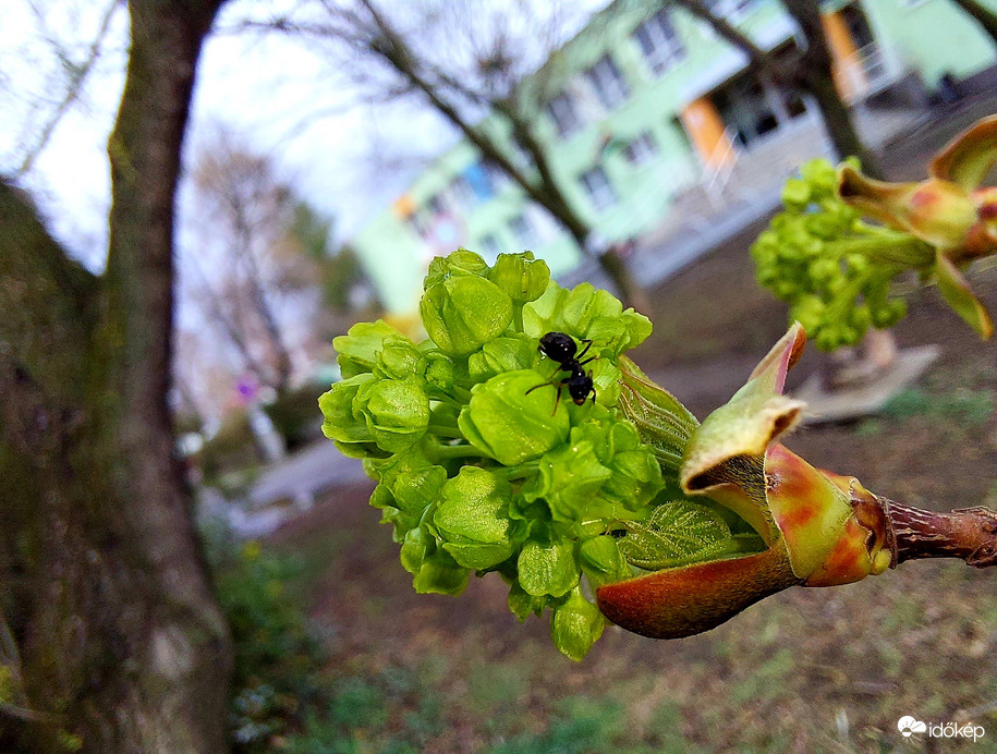 A juhar bűvöletében 2.