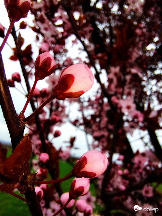 Vérszilvafa bimbók