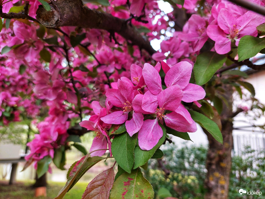 Dúsvirágú díszcseresznye