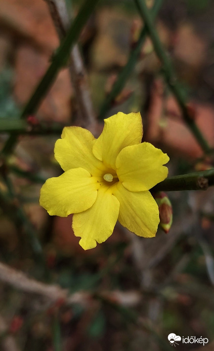 A téli jázmin egyre több virágot hoz