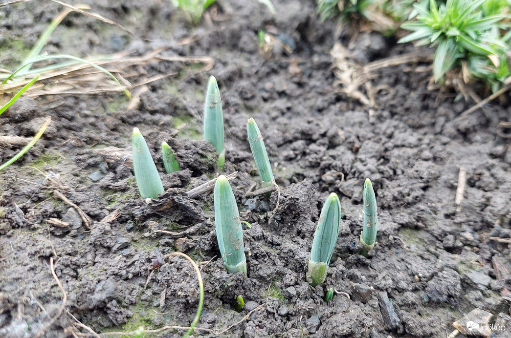Hatvanban is készülődnek a hóvirágok