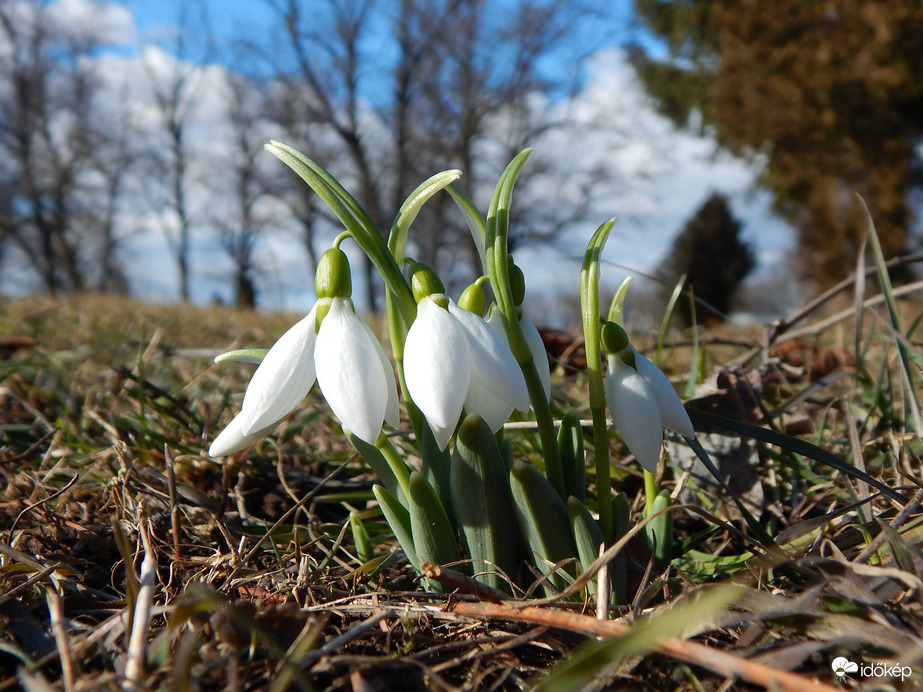 Első hóvirágfotóm