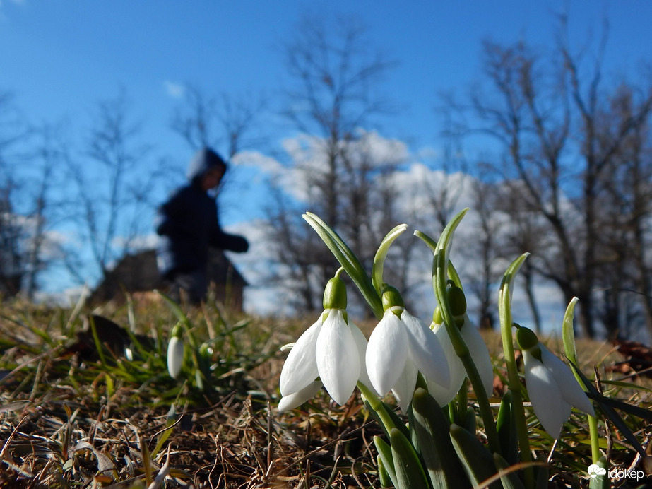 Elrontott hóvirágfotóm - Zivatargyerek bejátszik