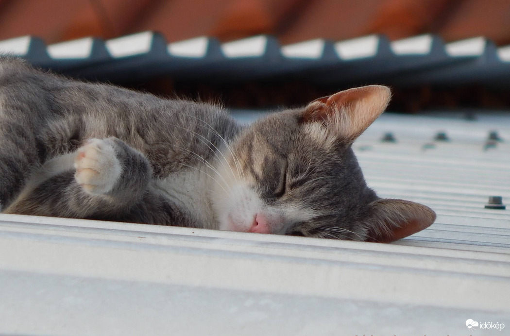 Édes pihenés a tetőn