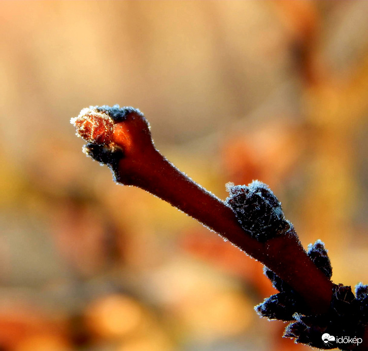 Első napsugarak a barackfánk deres rügyén
