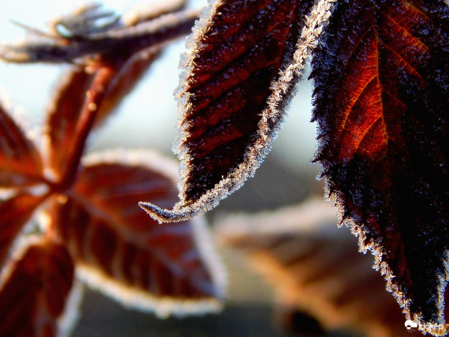 Reggeli dér a kertünkben