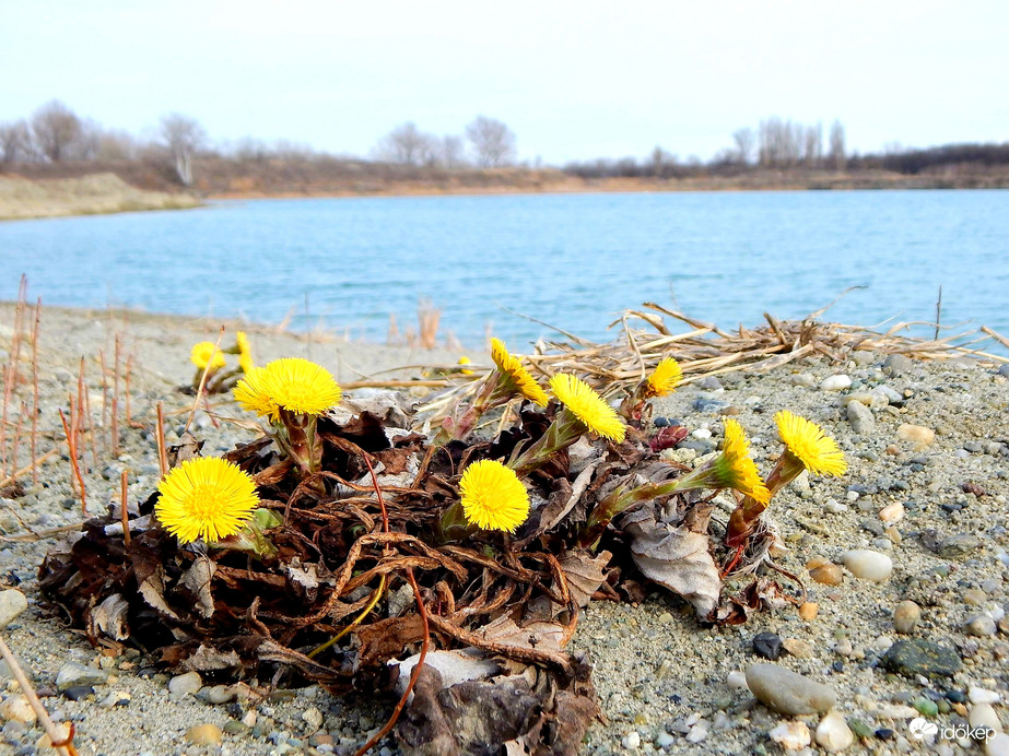 Martilapu a bányató partjàn
