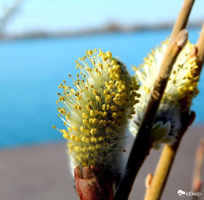 Kecskefűz barkája a tóparton