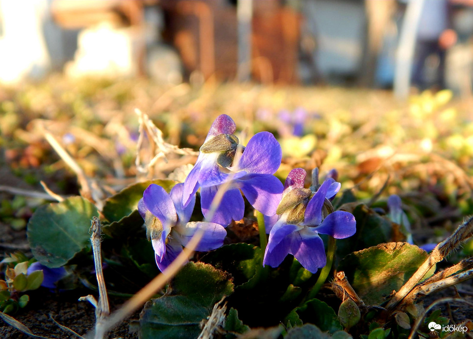 Napfényben sütkérezve