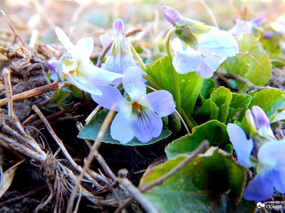 Vilagoskéken is szépen