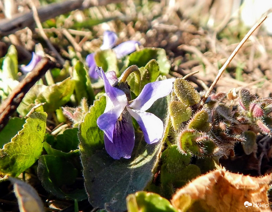 Megszeppenve - Szúrósék szomszédjában