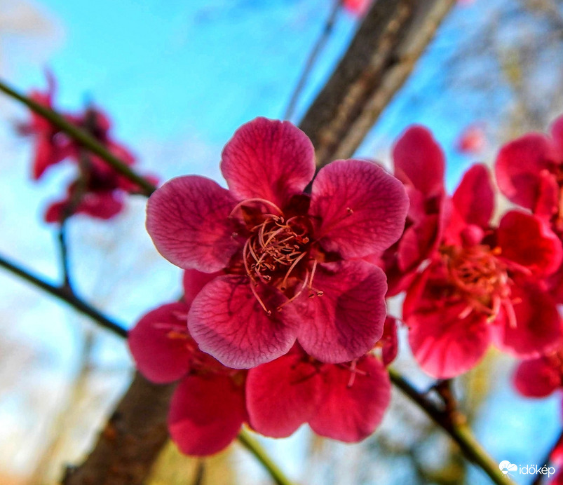 Virágzik a japán kajszi