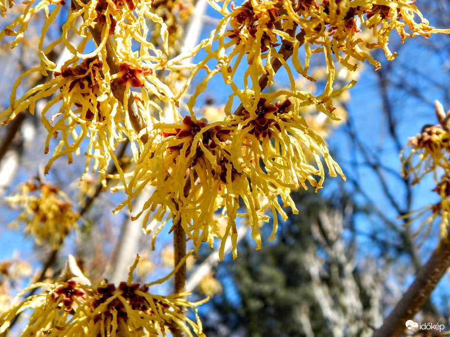 Kínai varázsmogyoró