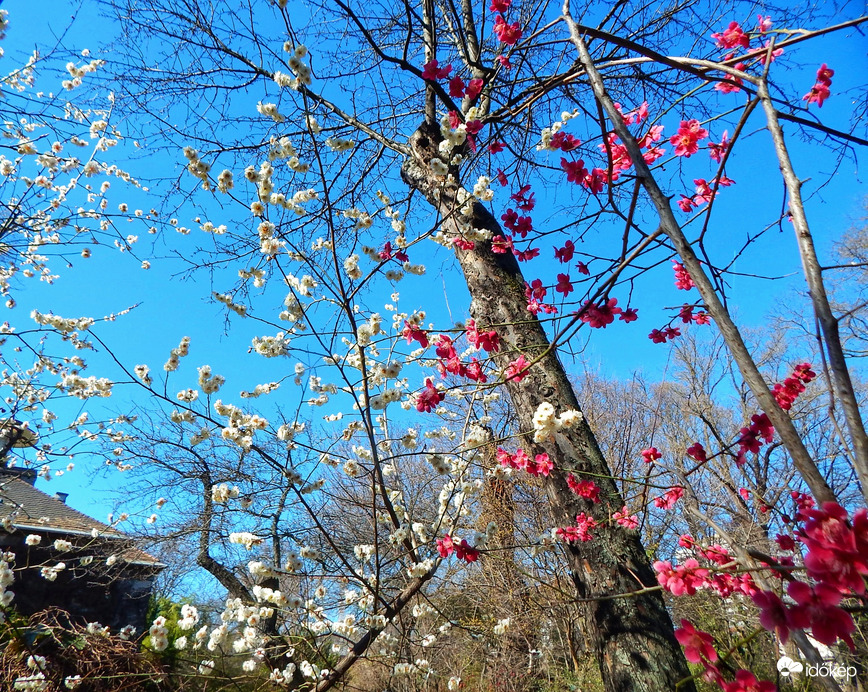 Japàn kajszi virágzik a füvészkertben