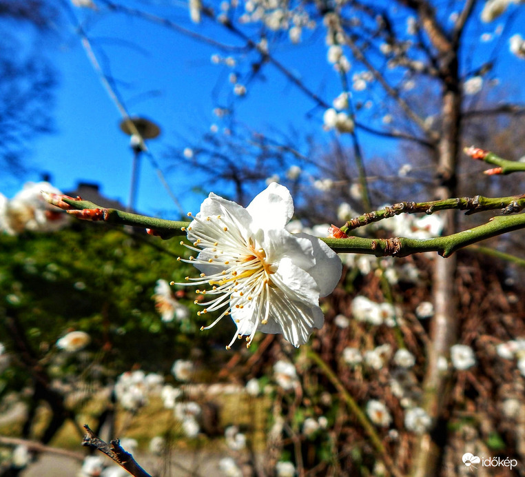 Japán kajszi virága