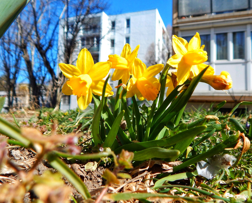 Tavaszi hangulat a lakótelepen