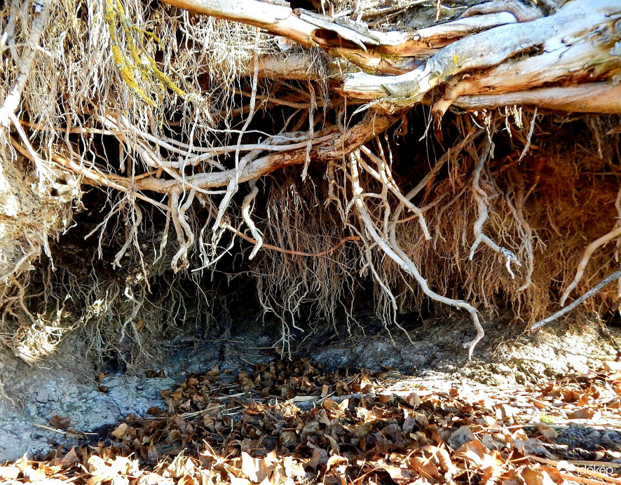 A (tó)part alatt....nem kaszál senki