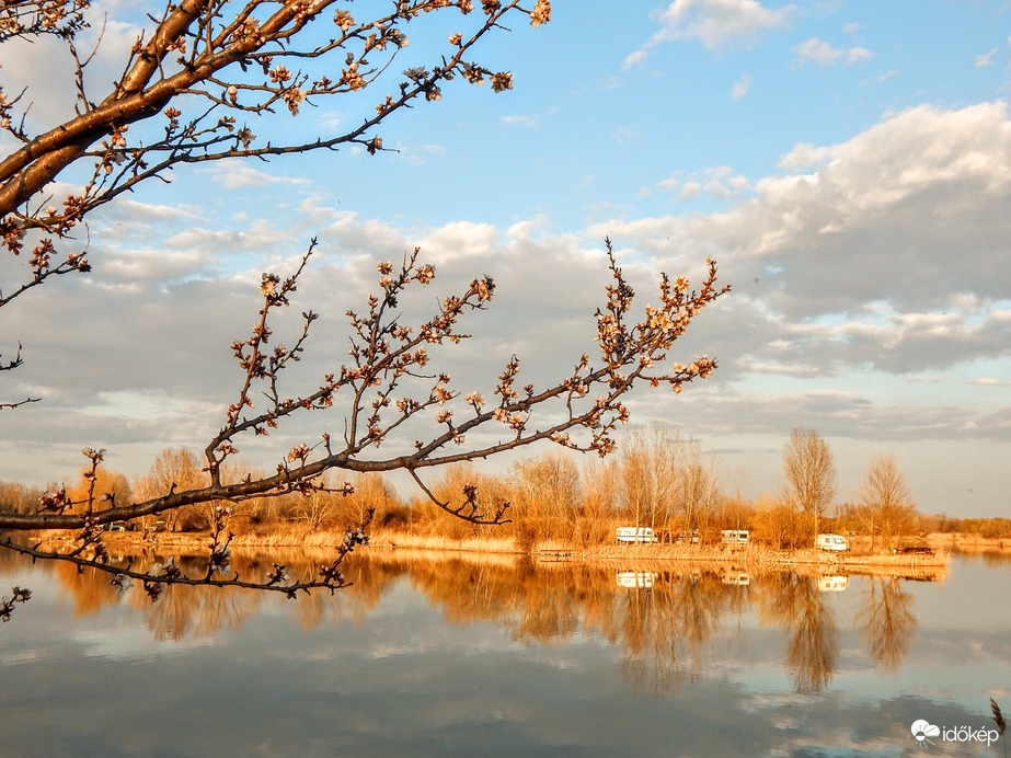 Virâgzó fa a tóparton