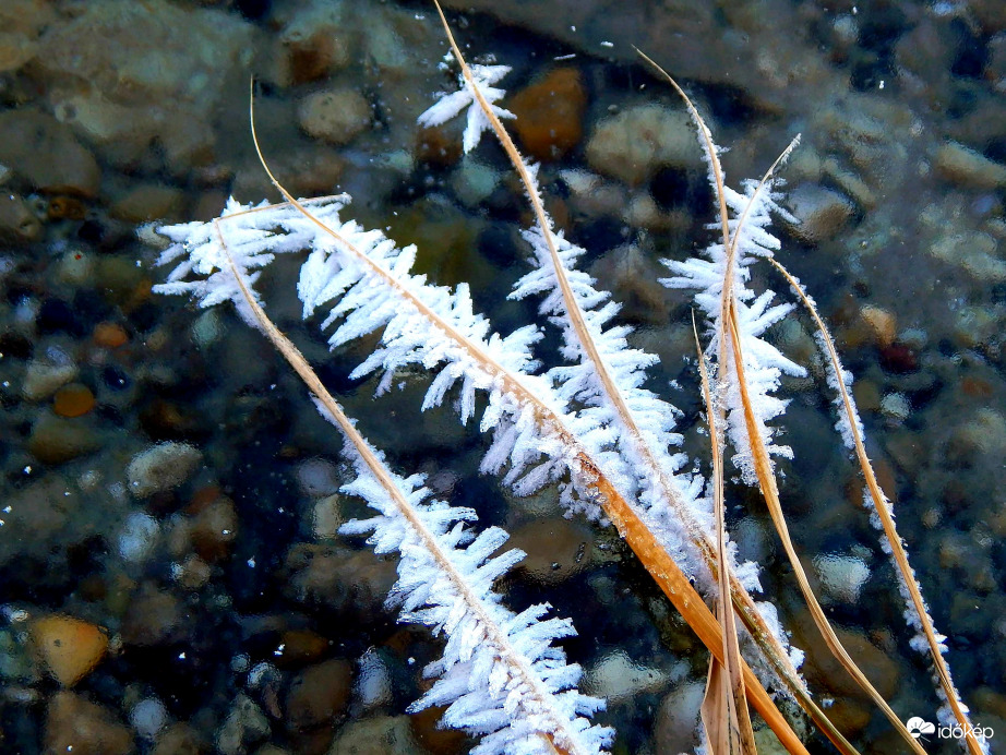 Zúzmarás nád a jégen