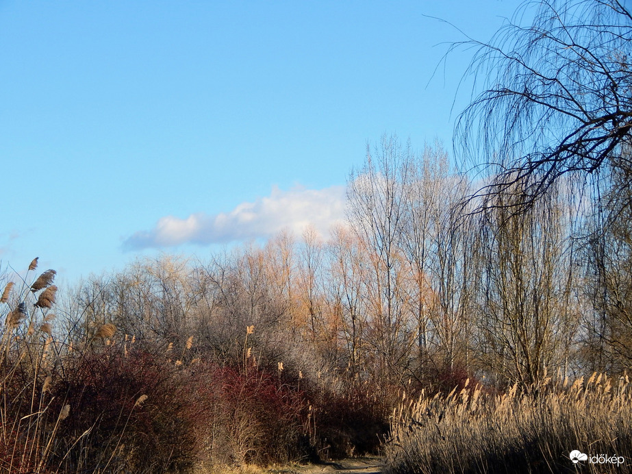 Csinos bozótos az út mentén