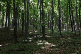 Március 21. az Erdők Nemzetközi Napja
