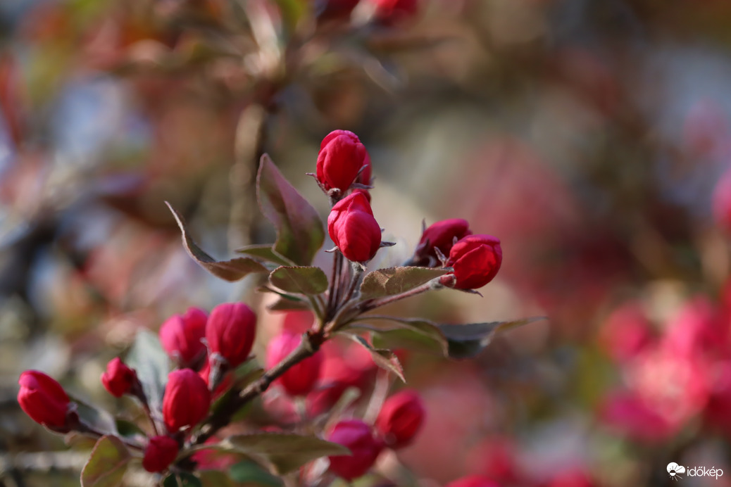 Díszalma virágzás